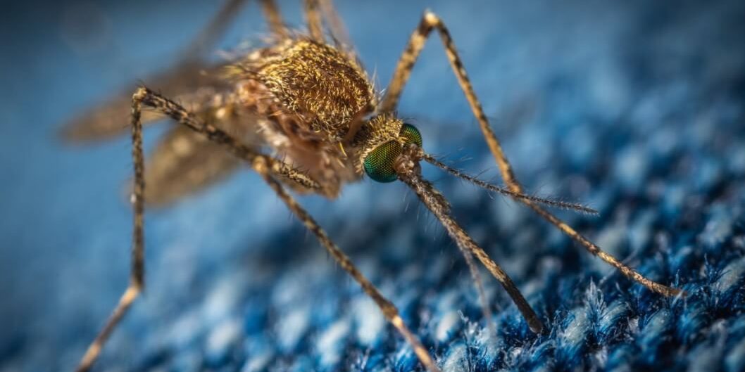 Почему в Антарктиде появились комары?