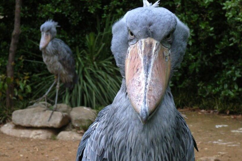 Почему китоглав — самая необычная птица в мире?