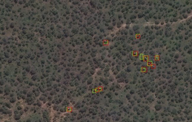 Как искусственный интеллект помогает защищать животных?