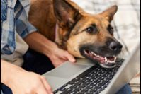 <pre>Рынок товаров и услуг для домашних животных увлекается электронной коммерцией | Электронная коммерция