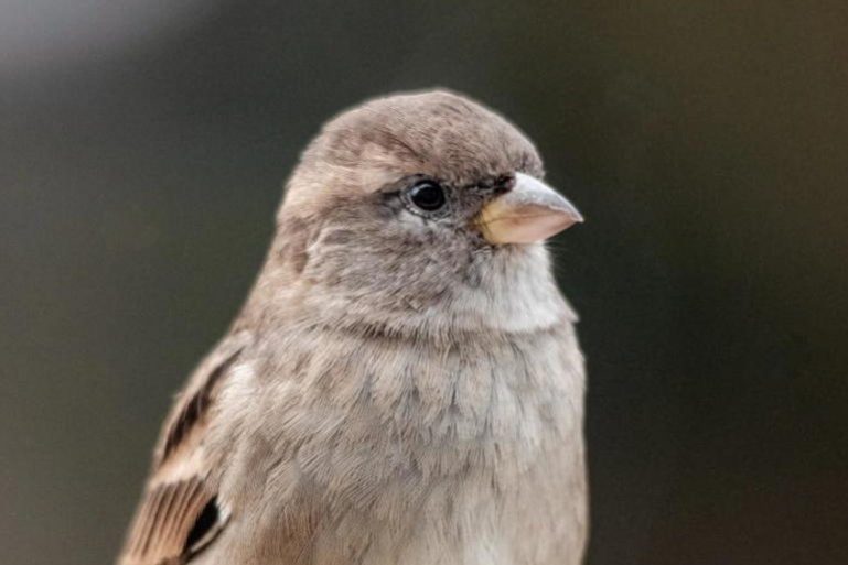 <pre>30 000 компьютеров Mac заражены новым вредоносным ПО Silver Sparrow