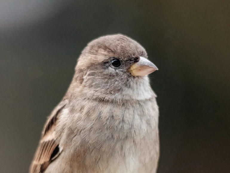 <pre>30 000 компьютеров Mac заражены новым вредоносным ПО Silver Sparrow