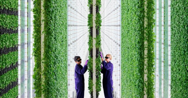 <pre>Гидропоника - развивающаяся отрасль