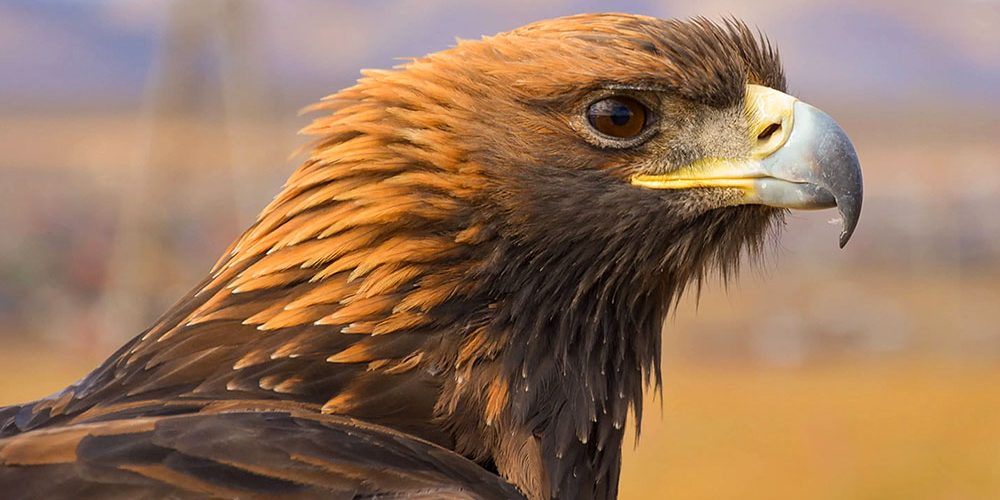 <pre>Настольные компьютеры Garuda по-новому смотрят на Linux