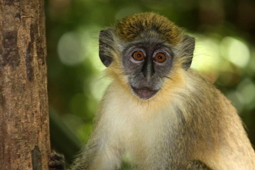 70 лет назад из лаборатории США сбежала группа обезьян. Что с ними стало потом?