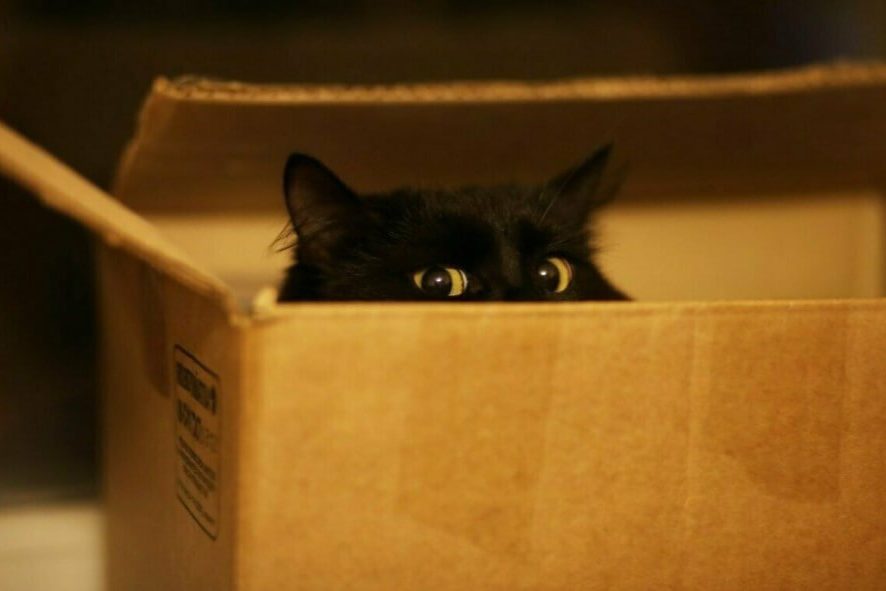 Почему кошки любят сидеть в коробках?