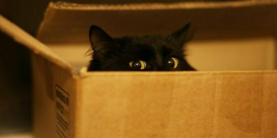 Почему кошки любят сидеть в коробках?