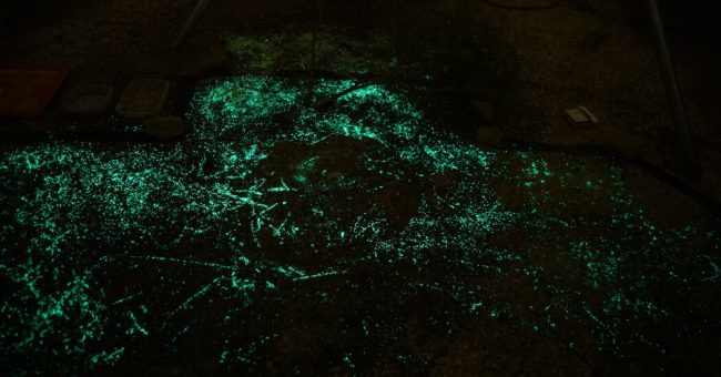 <pre>Светящиеся бактерии могут однажды защитить людей от наземных мин