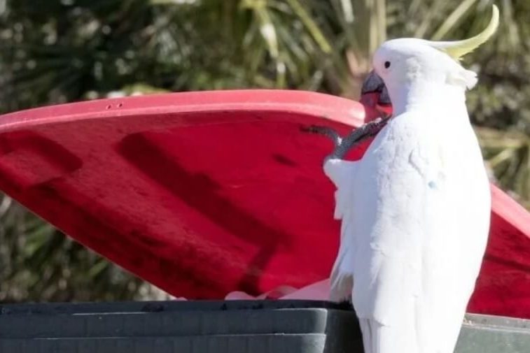 Австралийские попугаи учат друг друга воровать еду из мусорных баков