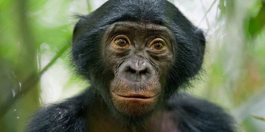 Правила этикета у обезьян: как они здороваются и прощаются?