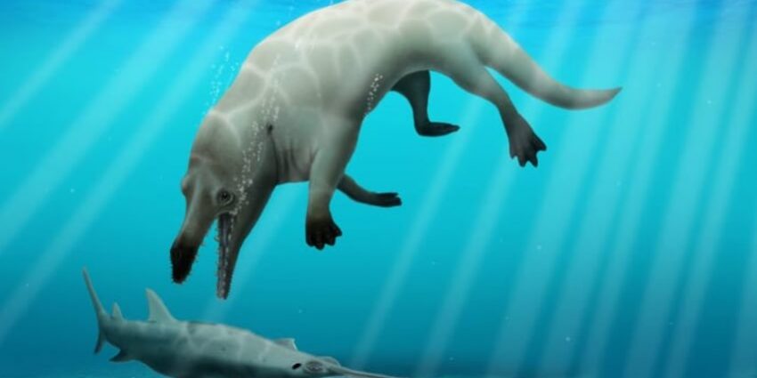 В Египте найдены кости древнего кита с четырьмя лапам