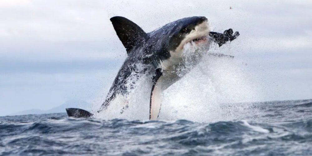 Самый простой способ выжить после нападения акулы