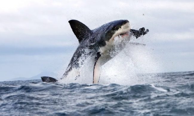 Самый простой способ выжить после нападения акулы