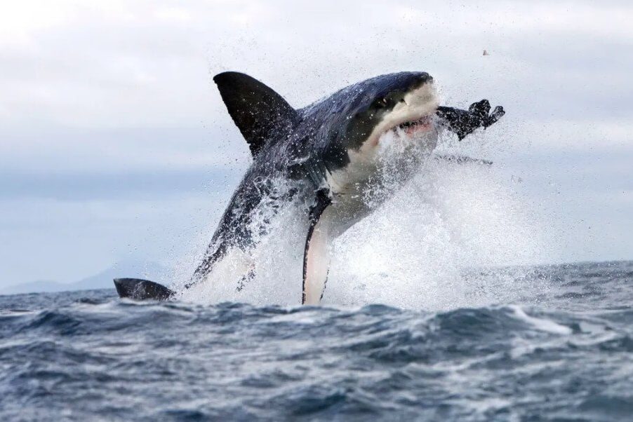 Самый простой способ выжить после нападения акулы