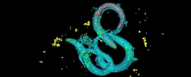 Такого вы точно не ожидали: Черви нематоды делятся «воспоминаниями» обмениваясь РНК