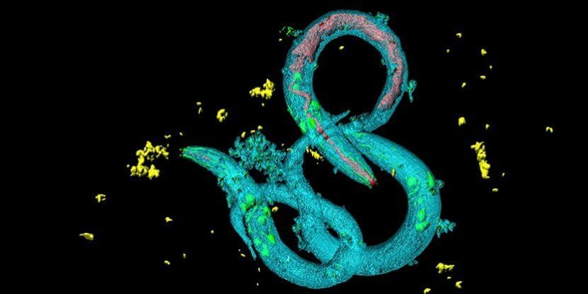 Такого вы точно не ожидали: Черви нематоды делятся «воспоминаниями» обмениваясь РНК