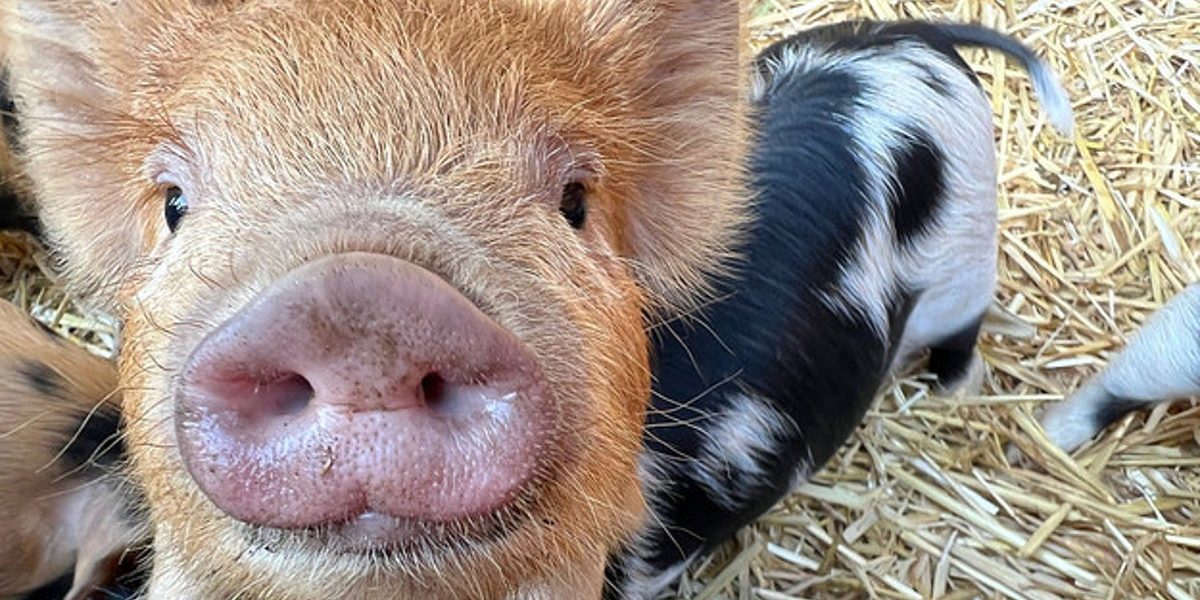 <pre>Обзор iPhone 13 Pro для поросят