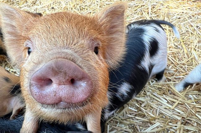 <pre>Обзор iPhone 13 Pro для поросят