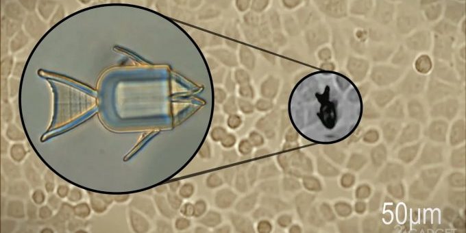 Микророботы «крабы» и «рыбы» доставят лекарство в раковые клетки (видео) » 24Gadget.Ru :: Гаджеты и технологии