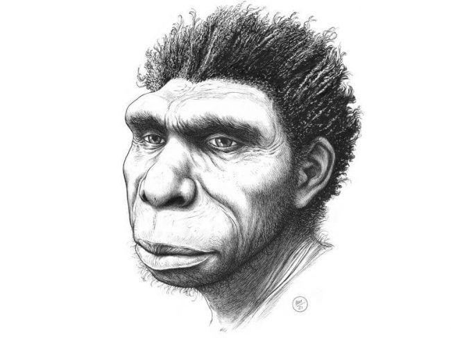 Обнаружен новый вид предка человека — Homo bodoensis