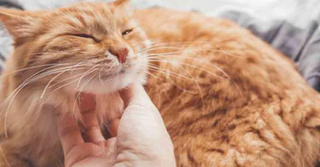 <pre>Как милые кошки помогают распространять дезинформацию в Интернете