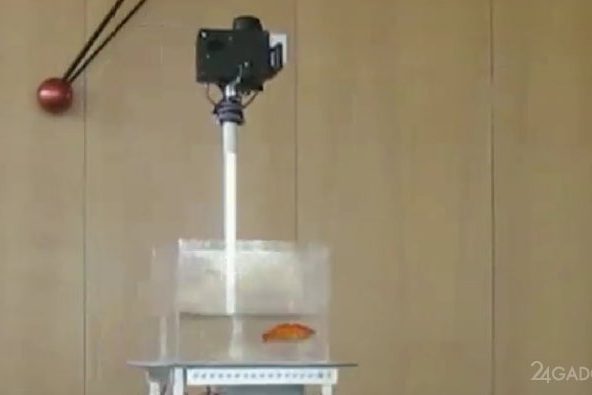 Израильские учёные научили золотых рыбок управлять наземными машинами (видео) » 24Gadget.Ru :: Гаджеты и технологии