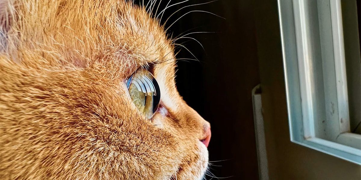 <pre>Поделитесь своими лучшими макрофотографиями с iPhone в конкурсе Apple Shot on iPhone Challenge