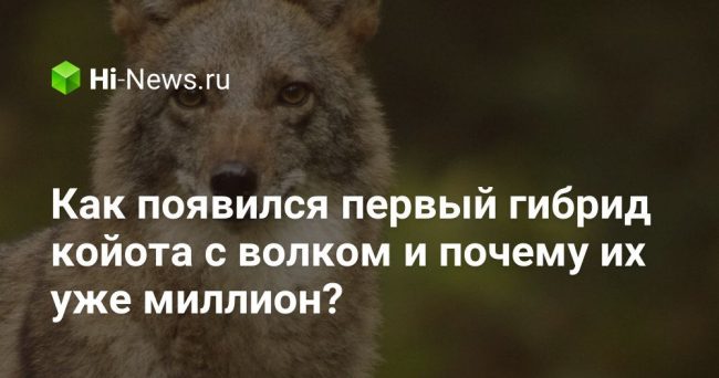 Как появился первый гибрид койота с волком и почему их уже миллион?