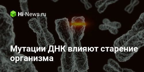 Мутации ДНК влияют на старение организма