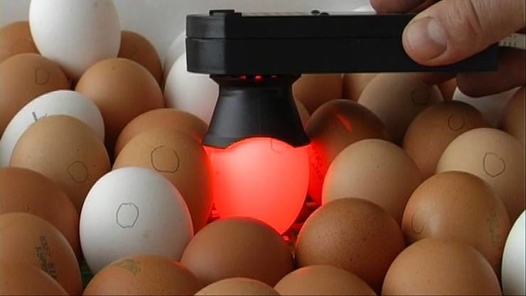 Просвечивание яйца овоскопом