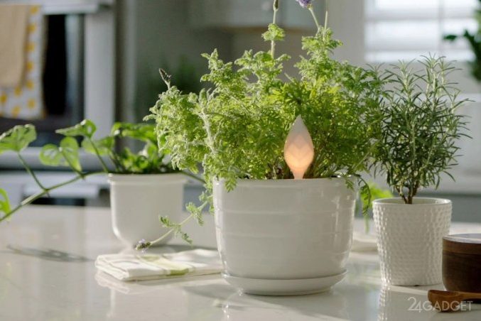 Концепт Krado поможет в уходе за домашними растениями » 24Gadget.Ru :: Гаджеты и технологии