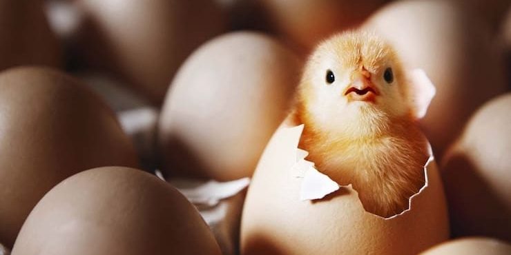 Почему из магазинного яйца не вылупится цыпленок