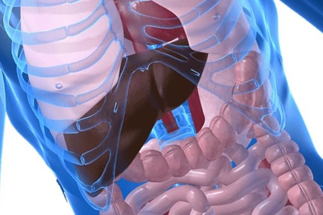 Самые большие и важные органы человека