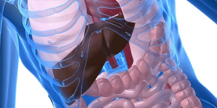 Самые большие и важные органы человека