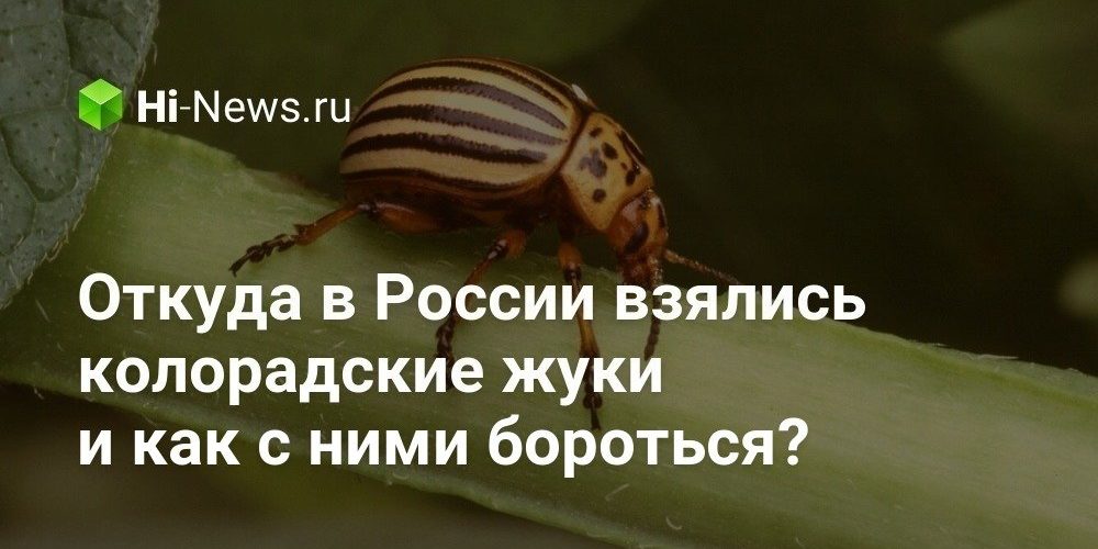 Откуда в России взялись колорадские жуки и как с ними бороться?