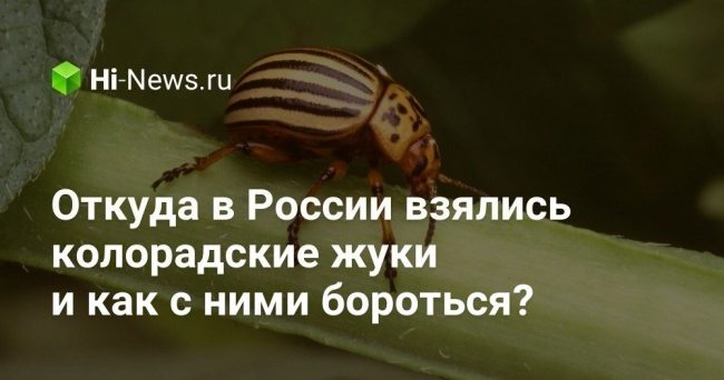 Откуда в России взялись колорадские жуки и как с ними бороться?