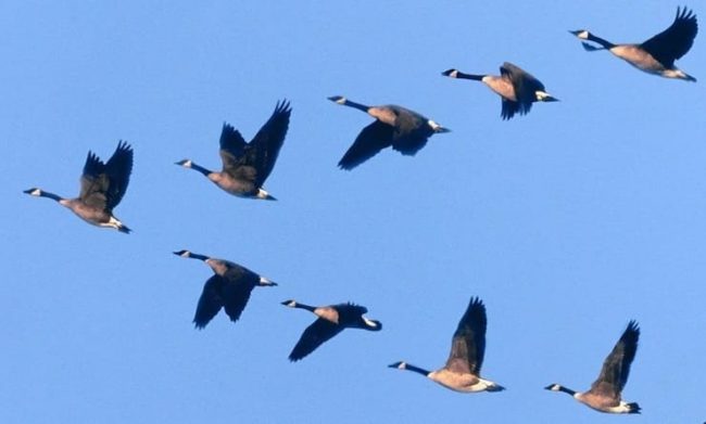 Откуда птицы знают, где юг и куда лететь?