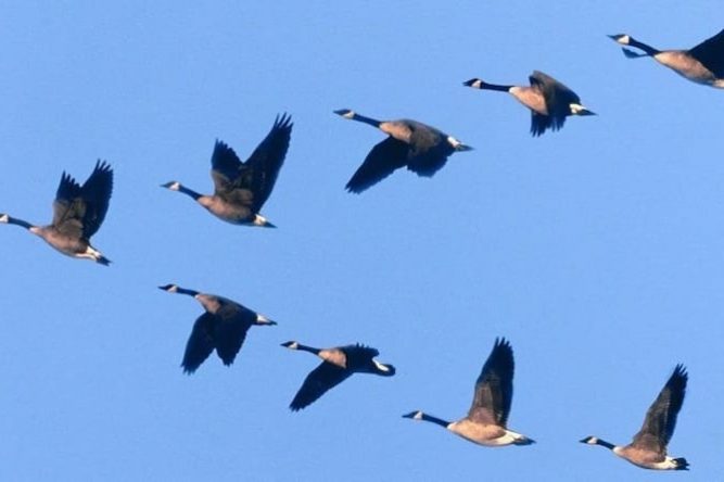 Откуда птицы знают, где юг и куда лететь?