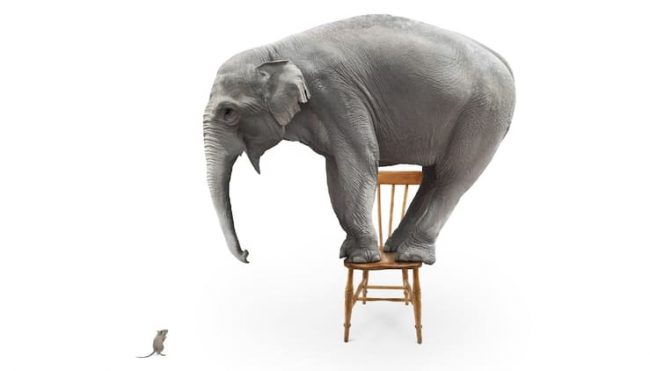 Правда ли, что слоны боятся мышей?