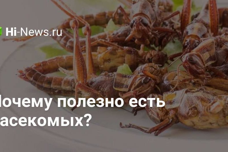 Почему полезно есть насекомых?
