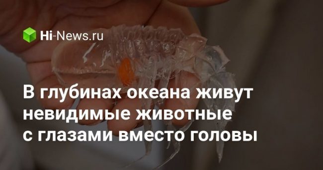 В глубинах океана живут невидимые животные с глазами вместо головы