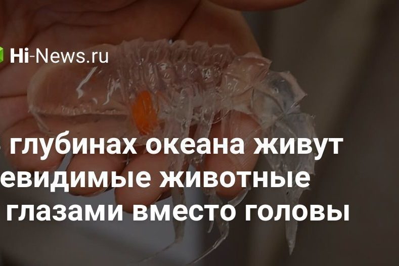 В глубинах океана живут невидимые животные с глазами вместо головы