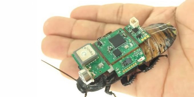 В Японии создали тараканов-киборгов для изучения труднодоступных мест (2 фото) » 24Gadget.Ru :: Гаджеты и технологии