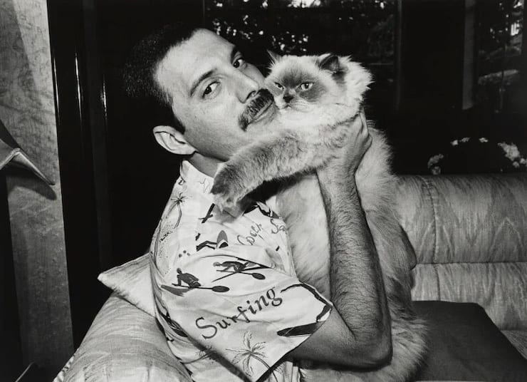 Фредди Меркьюри и кошка, 1988