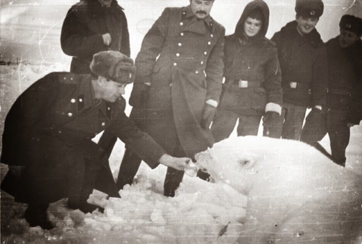 Советские военные кормят белых медведей, 1950