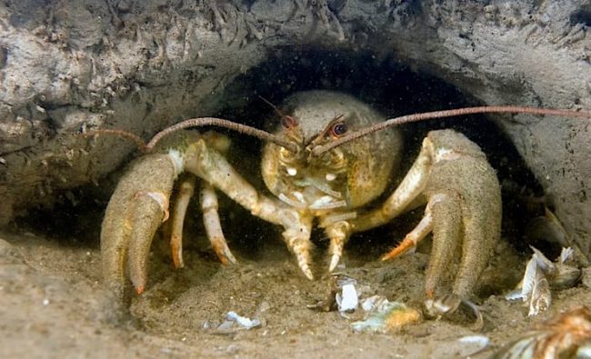 Где раки зимуют? Значение фразеологизма