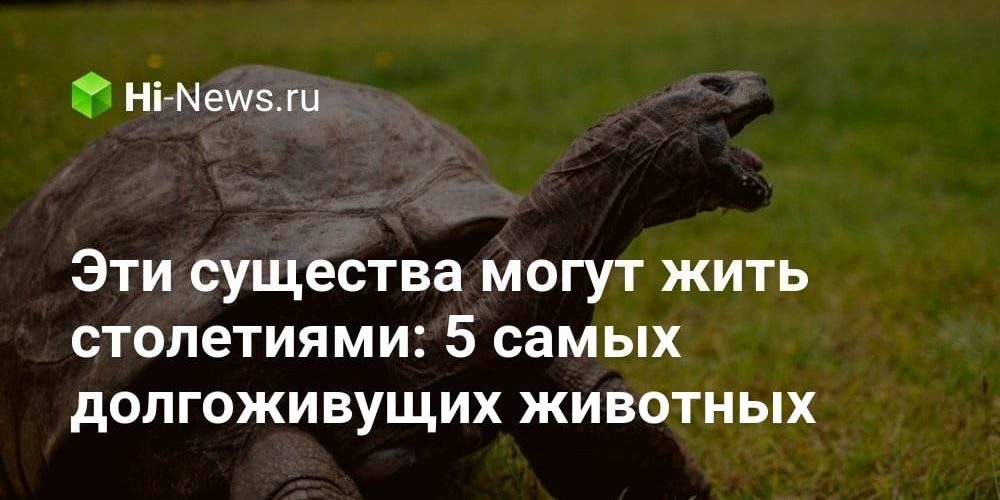 Эти существа могут жить столетиями: 5 самых долгоживущих животных