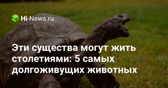 Эти существа могут жить столетиями: 5 самых долгоживущих животных