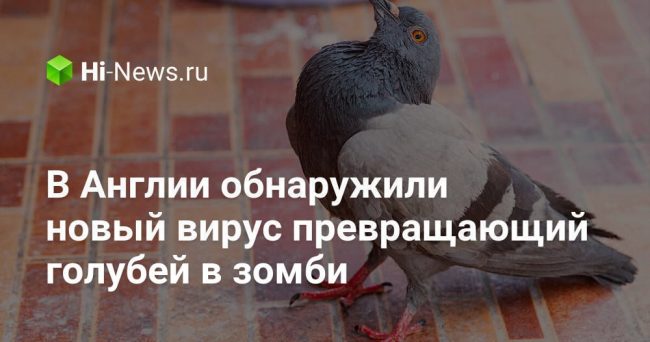 В Англии обнаружили новый вирус, превращающий голубей в «зомби»