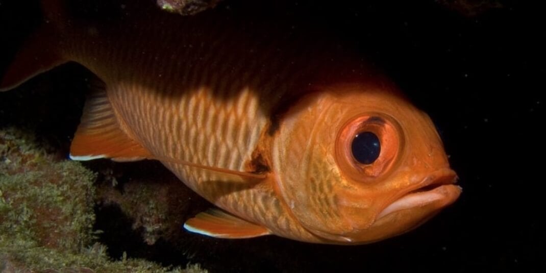 Паразиты, делающие рыб умнее. Паразитические черви Diplostomum pseudospathaceum делают рыб умнее. Фото.